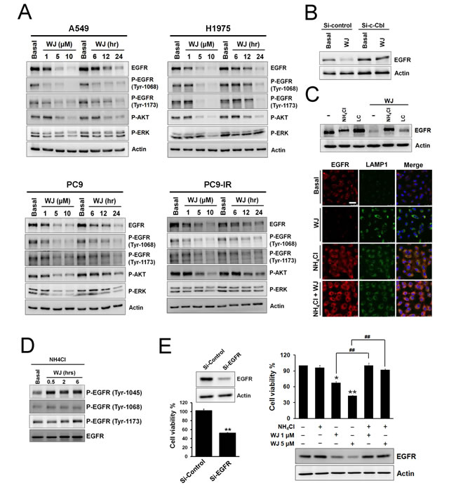 HDAC inhibitor reduced EGFR expression through c-Cbl-dependent lysosomal degradation pathway.