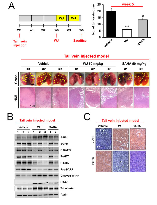 WJ inhibited lung tumor growth in a tail vein injected mouse model.