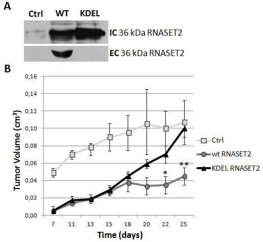 RNASET2 secretion is required for