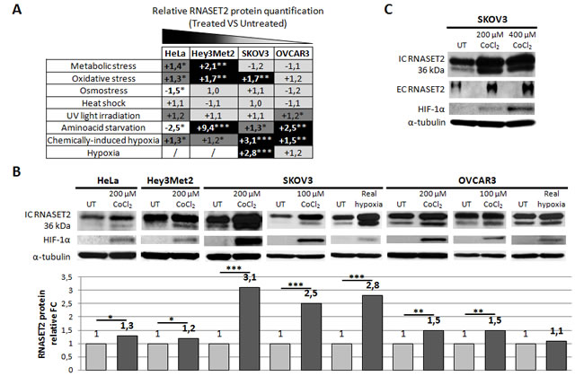 Human RNASET2 protein levels change following stress induction.