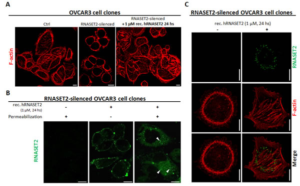 RNASET2 protein affects the structural organization of the actin cytoskeleton and is readily internalized by OVCAR3 cells.