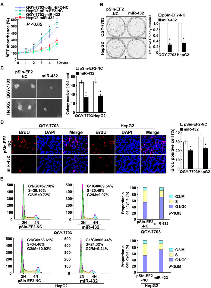 Fig.2: Ectopic expression of miR-432 inhibited HCC cell proliferation.