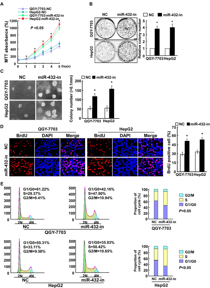Fig.3: Inhibiting miR-432 expression enhanced HCC cell proliferation.