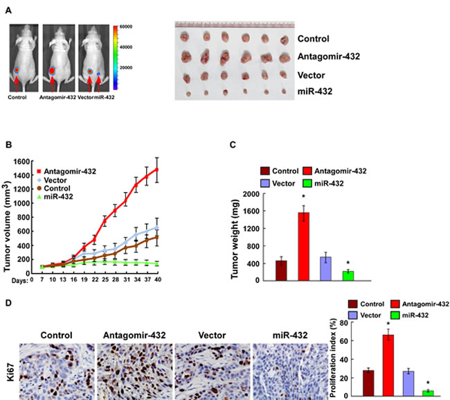 Fig.4: MiR-432 downregulation contributed to HCC progression