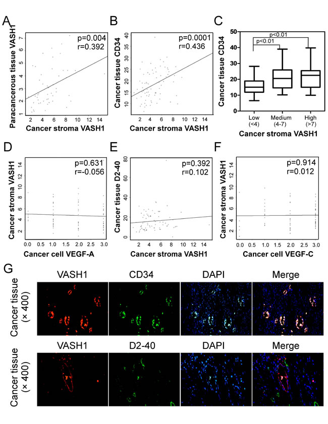 Correlations between cancer stroma VASH1 expression and levels of other angiogenic and lymphoangiogenenic molecules in colon cancer tissues.