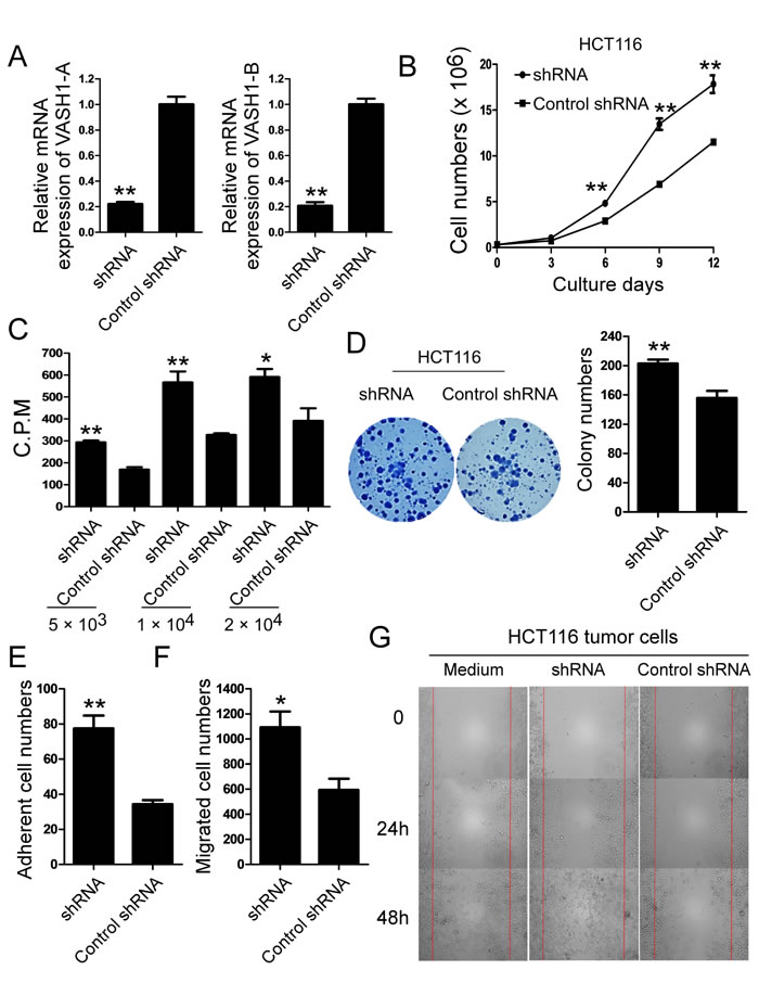 Knockdown of VASH1 in colon cancer HCT116 cells promotes cancer cell growth, adhesion and migration.