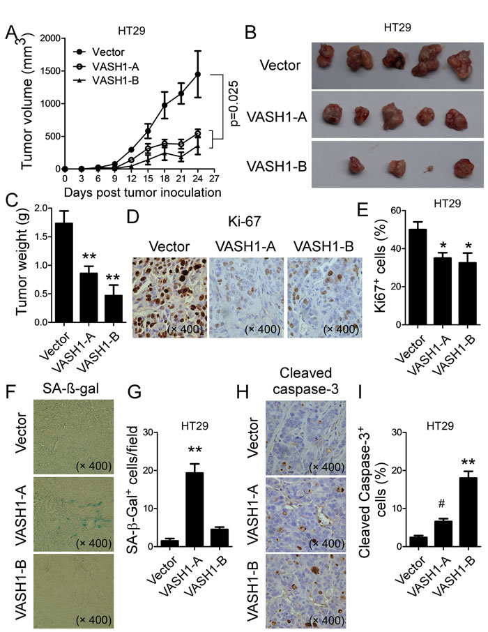 Overexpression of VASH1 in human colon cancer HT29 cells inhibited tumor growth and tumorigenesis