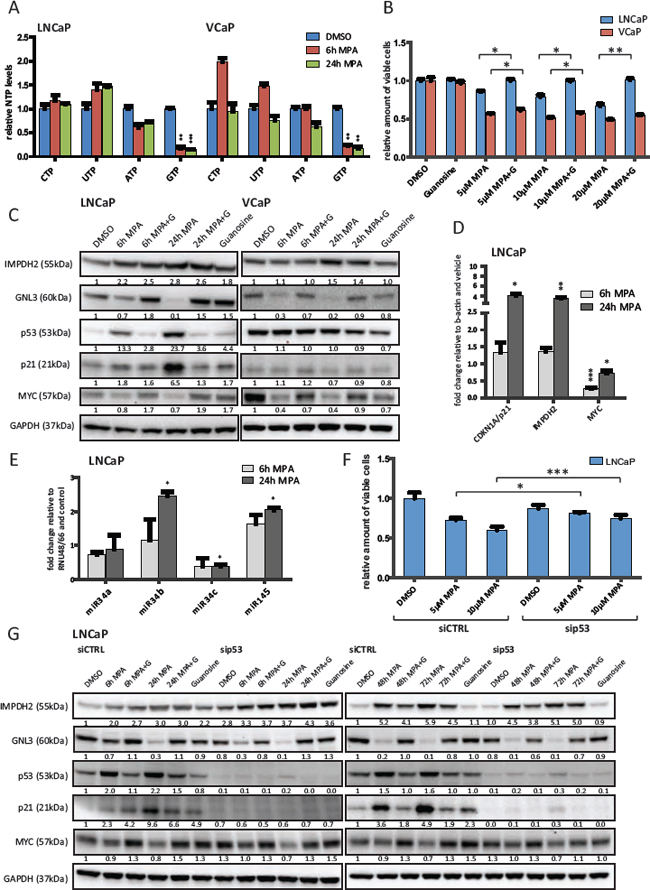 Inhibition of IMPDH2 leads to nucleolar instability, p53 activation and upregulation of MYC-targeting miRs.