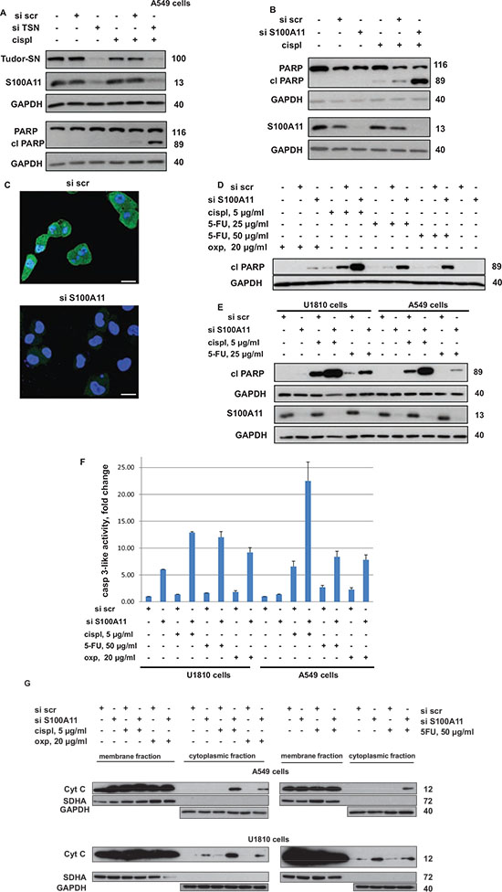 Silencing of TSN leads to downregulation of S100A11 and downregulation of S100A11 by RNAi chemosensitizes NSCLC cells similarly to the silencing of TSN.