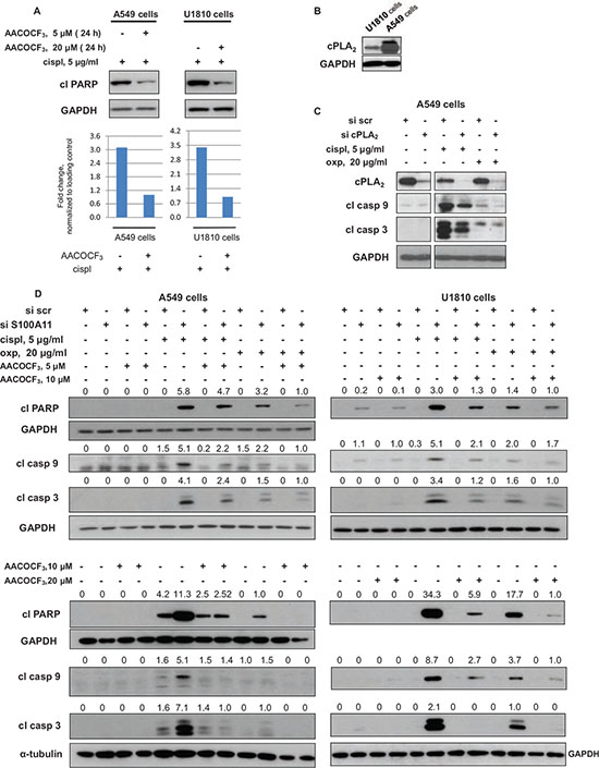 Chemosensitizing effect of S100A11 on NSCLC cell silencing involves PLA2 activity.