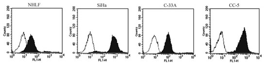 CD46 expression on the human cervical cancer (CC) cell lines SiHa and C-33A, primary human CC cells of CC-5, and normal human lung fibroblast cell line NHLF.