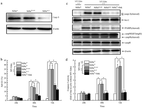 Role of Caspase-3 in the cellular apoptosis induced by MV-Edm infection in vitro.
