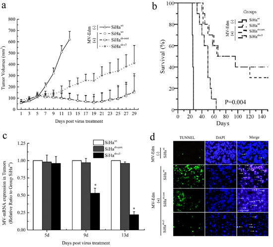 Deficiency in caspase 3 correlated with tumor response to oncolytic therapy in mice.
