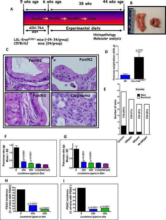 Evaluation of licofelone efficacy in pancreatic cancer prevention.