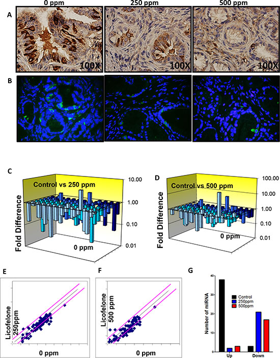 Licofelone inhibits DclK1 and modulates miRNAs associated with inflammation and cancer stem cells.