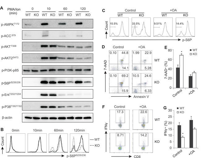Enhanced phosphatase activity in AMPK deficient CD8