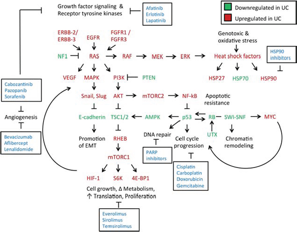 Signaling networks and treatment targets in muscle-invasive and metastatic urothelial carcinomas.