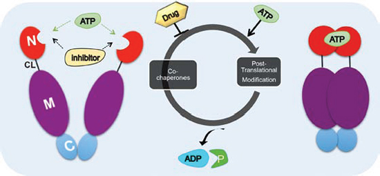 Hsp90 chaperone cycle.