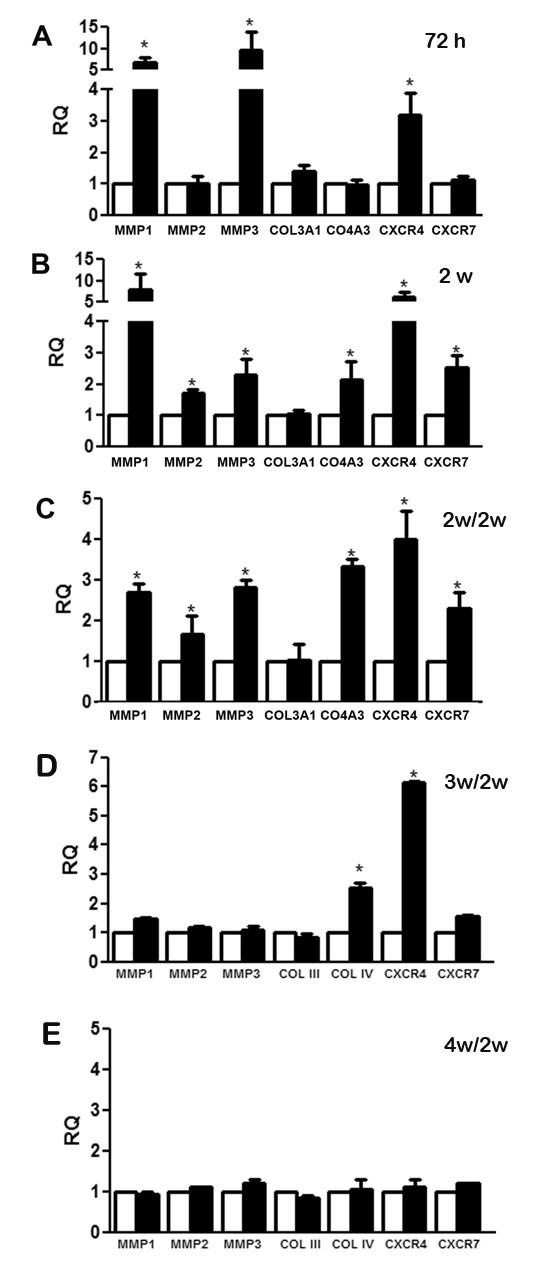 Changes in gene expression modulated by CSC-EV stimulation.