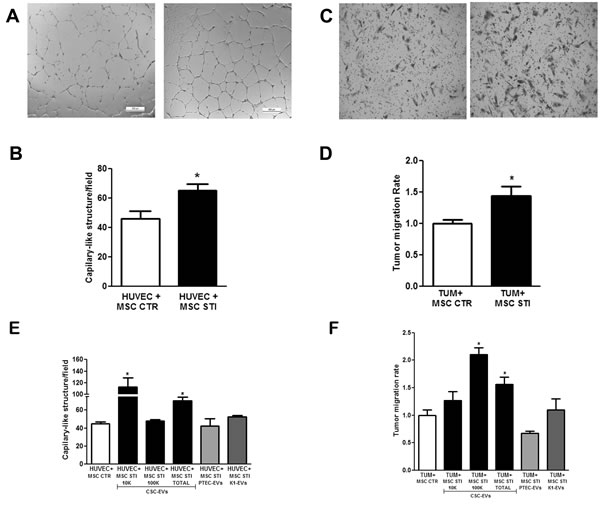 Effect of CSC-EV stimulation of MSCs on their ability to promote tumor migration and angiogenesis.