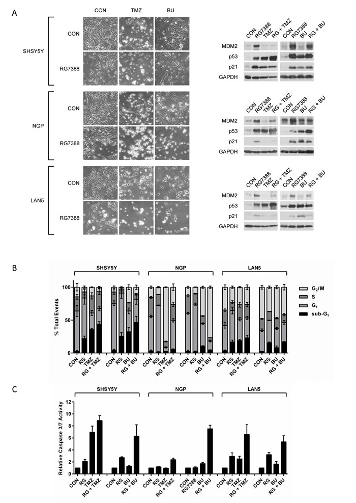 Combinations of RG7388 with temozolomide or busulfan leads to increased apoptosis in p53 wt neuroblastoma cells.