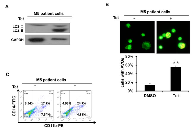 Fig.2: Tetrandrine induced autophagy and differentiation in M5 type patient primary leukemia cells.