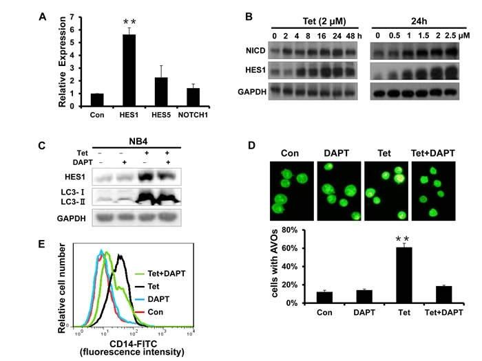 Fig.7: The activation of Notch1 signaling is involved in tetrandrine-induced NB4 cell autophagy and differentiation.