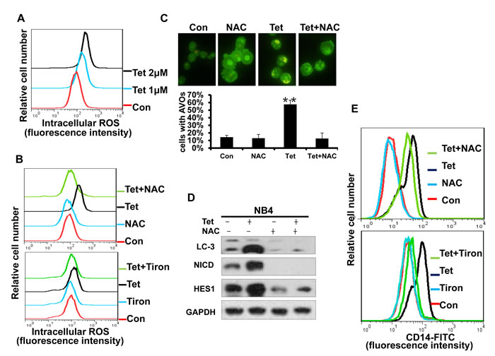 Fig.8: Intracellular ROS generation is an early event of tetrandrine-induced cell autophagy and differentiation.