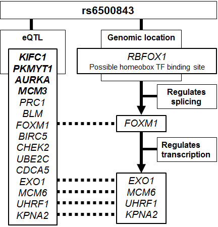 Schematic summary of the putative evidence connecting the rs6500843 SNP to the trans-eQTL SNPs associated with this locus.