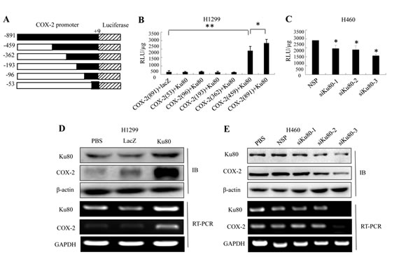 Ku80 bound to the COX-2 promoter region and regulated its transcriptional activation in lung cancer cells.