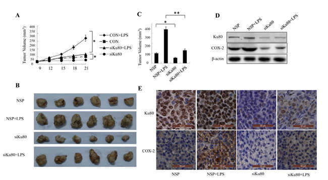 Ku80 knockdown inhibited tumor growth through down-regulating COX-2 expression in a mouse model.