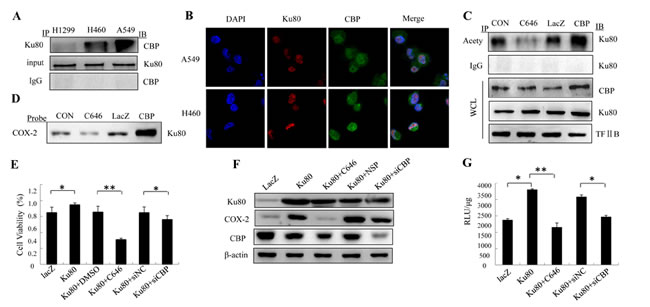 Figure7: Ku80 interacted with CBP to co-regulate COX-2 expression in lung cancer cells.