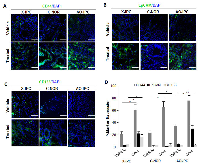 Expression of Cancer Stem Cell (CSC) markers in PDXs.