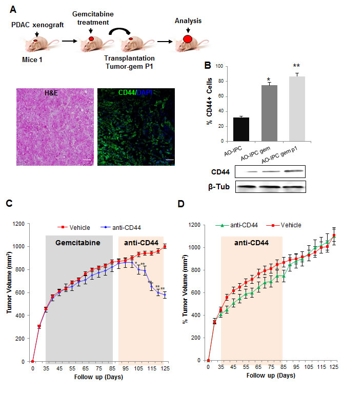 Depletion of CD44 for PDAC relapse treatment.