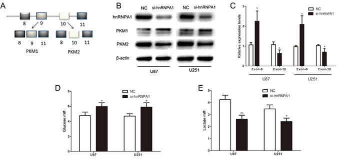 HnRNPA1 is critical for the generation of PKM2 in glioma cells.