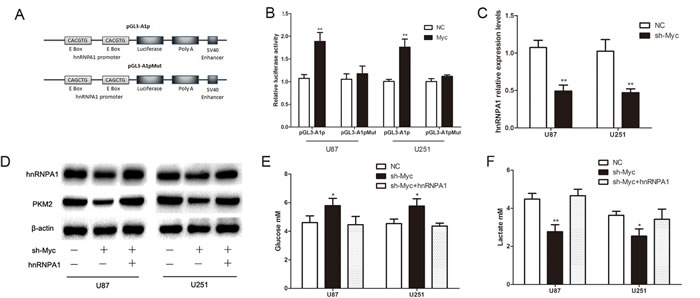 C-Myc regulates PKM2 via direct transcription of hnRNPA1 in glioma cells.