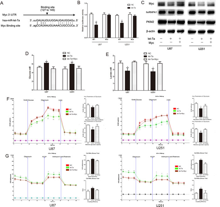 C-Myc is a functional target of let-7a that affects glucose metabolism in glioma cells.