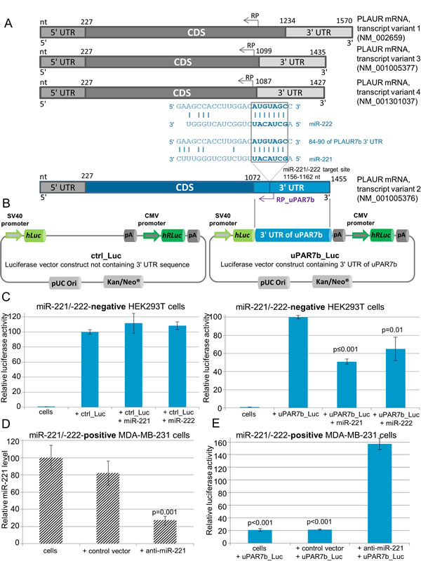 uPAR isoform 2 (uPAR7b) is a direct target of miR-221 and miR-222.