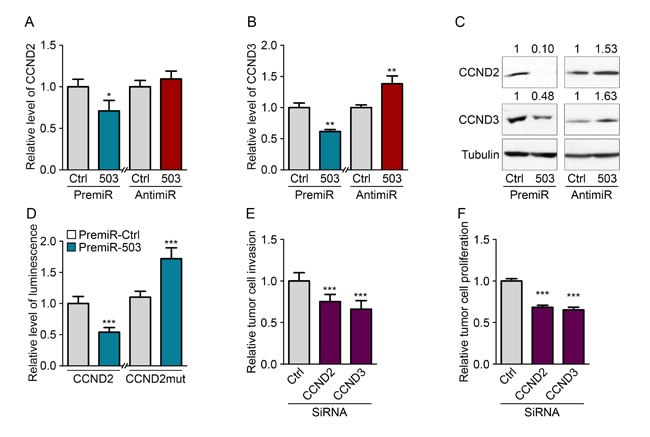 MiR-503 inhibits CCND2 and CCND3 expression of MDA-MB-231.