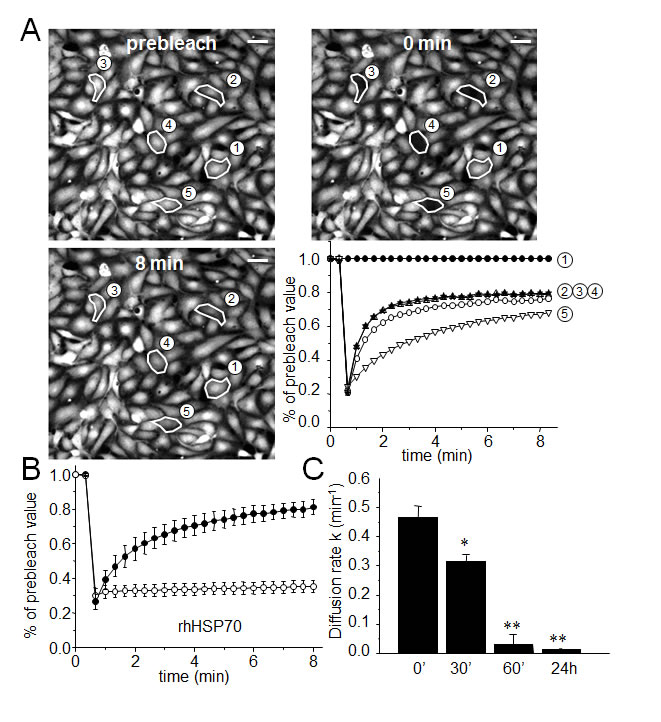 Fig 1: Extracellular rhHSP70 inhibits the endothelial gap-junction coupling.