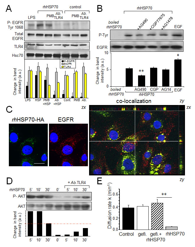 Fig 3: Extracellular rhHSP70 induces a TLR4-dependent EGFR transactivation leading to the GJIC abrogation.