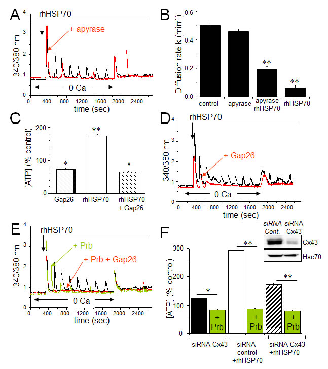 Fig 5: The rhHSP70-induced ATP release contributes to endothelial Ca