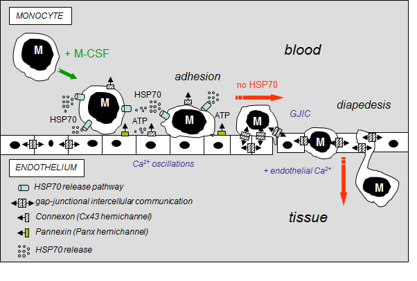 Fig 8: Hypothetical model of the inhibitory effects of extracellular HSP70 on the diapedesis of monocytes.