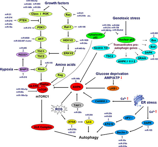 Induction and regulation of autophagy by miRNAs.