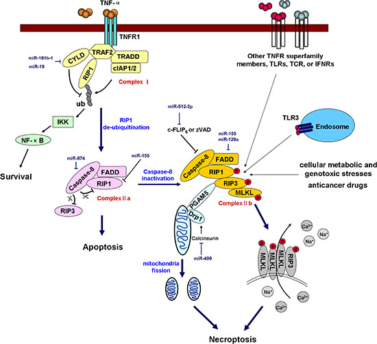 miRNAs regulate necroptosis.