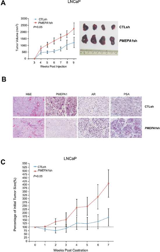 Inhibition of PMEPA1 promotes the growth of prostate cancer cells in vivo.