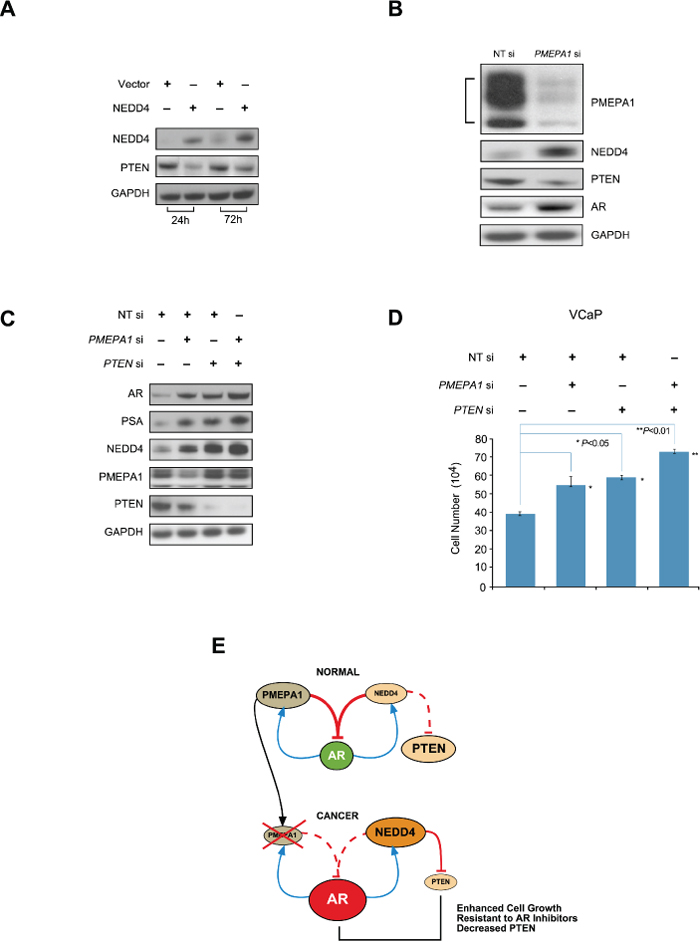 NEDD4 facilitates PTEN degradation in PMEPA1 depleted cells.