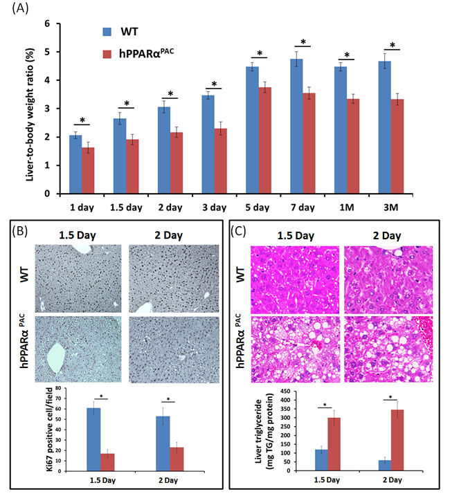 PH-induced liver growth is suppressed in hPPAR&#x3b1;
