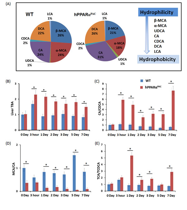 Dysregulated bile acid homeostasis in regenerating hPPAR&#x3b1;
