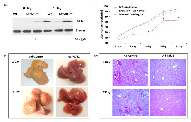 Adenoviral delivery of Fgf21 reversed the impaired liver regeneration in hPPAR&#x3b1;